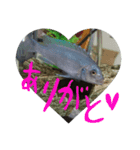 元気系しげるです。（個別スタンプ：16）