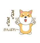 柴犬（ピーリュウ）（個別スタンプ：19）