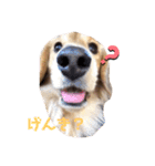 はぜやまけの犬（個別スタンプ：3）