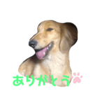 はぜやまけの犬（個別スタンプ：4）