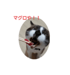 せぶんの日常（猫）（個別スタンプ：2）