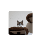 せぶんの日常（猫）（個別スタンプ：3）
