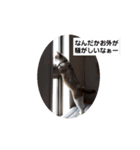 せぶんの日常（猫）（個別スタンプ：4）