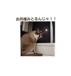せぶんの日常（猫）（個別スタンプ：5）