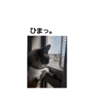 せぶんの日常（猫）（個別スタンプ：7）
