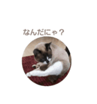 せぶんの日常（猫）（個別スタンプ：9）