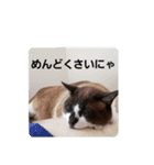 せぶんの日常（猫）（個別スタンプ：12）
