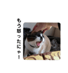 せぶんの日常（猫）（個別スタンプ：13）