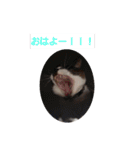 せぶんの日常（猫）（個別スタンプ：14）