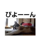 せぶんの日常（猫）（個別スタンプ：15）