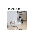 せぶんの日常（猫）（個別スタンプ：16）