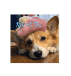 コーギー のハニー（個別スタンプ：1）