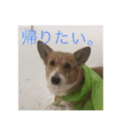 コーギー のハニー（個別スタンプ：3）