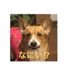 コーギー のハニー（個別スタンプ：4）