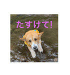 コーギー のハニー（個別スタンプ：5）