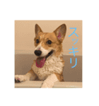 コーギー のハニー（個別スタンプ：8）