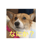 コーギー のハニー（個別スタンプ：9）