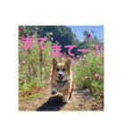 コーギー のハニー（個別スタンプ：12）