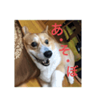 コーギー のハニー（個別スタンプ：13）