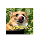 コーギー のハニー（個別スタンプ：14）