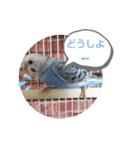 インコの三毛子スタンプ（個別スタンプ：1）
