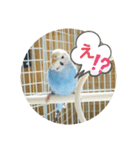 インコの三毛子スタンプ（個別スタンプ：2）