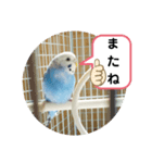 インコの三毛子スタンプ（個別スタンプ：3）