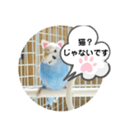インコの三毛子スタンプ（個別スタンプ：4）
