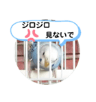 インコの三毛子スタンプ（個別スタンプ：5）