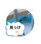 インコの三毛子スタンプ（個別スタンプ：7）