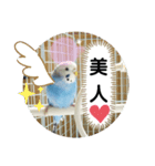 インコの三毛子スタンプ（個別スタンプ：8）
