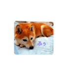 豆柴犬さくら（個別スタンプ：11）