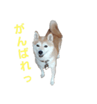 豆柴犬さくら（個別スタンプ：16）