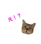 綺麗な猫サラミさん（個別スタンプ：2）