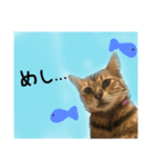 綺麗な猫サラミさん（個別スタンプ：3）