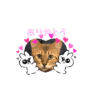 綺麗な猫サラミさん（個別スタンプ：5）