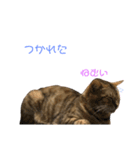 綺麗な猫サラミさん（個別スタンプ：7）