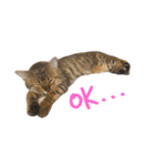 綺麗な猫サラミさん（個別スタンプ：8）