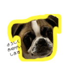 ぶさかわ犬スカイ君2（個別スタンプ：1）