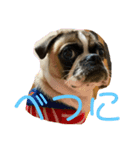 ぶさかわ犬スカイ君2（個別スタンプ：3）