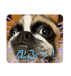 ぶさかわ犬スカイ君2（個別スタンプ：5）