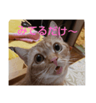 プリンちゃんとマロンちゃん秋（個別スタンプ：1）