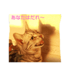 プリンちゃんとマロンちゃん秋（個別スタンプ：3）