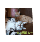 プリンちゃんとマロンちゃん秋（個別スタンプ：7）