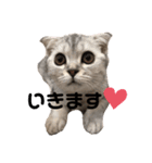 キキ39"日本語"（個別スタンプ：8）