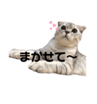 キキ39"日本語"（個別スタンプ：17）