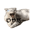 キキ39"日本語"（個別スタンプ：19）
