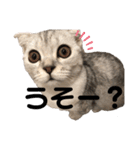 キキ39"日本語"（個別スタンプ：20）
