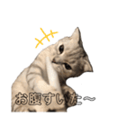 キキ39"日本語"（個別スタンプ：30）