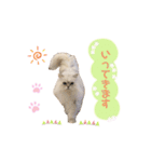 ねこカフェなる vol.2（個別スタンプ：1）